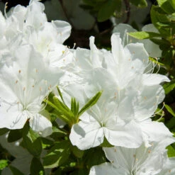 Delaware Valley White Azalea Shrub 8 Delaware Valley White Azalea Shrub -Brighter Blooms Delaware Valley Azalea 1