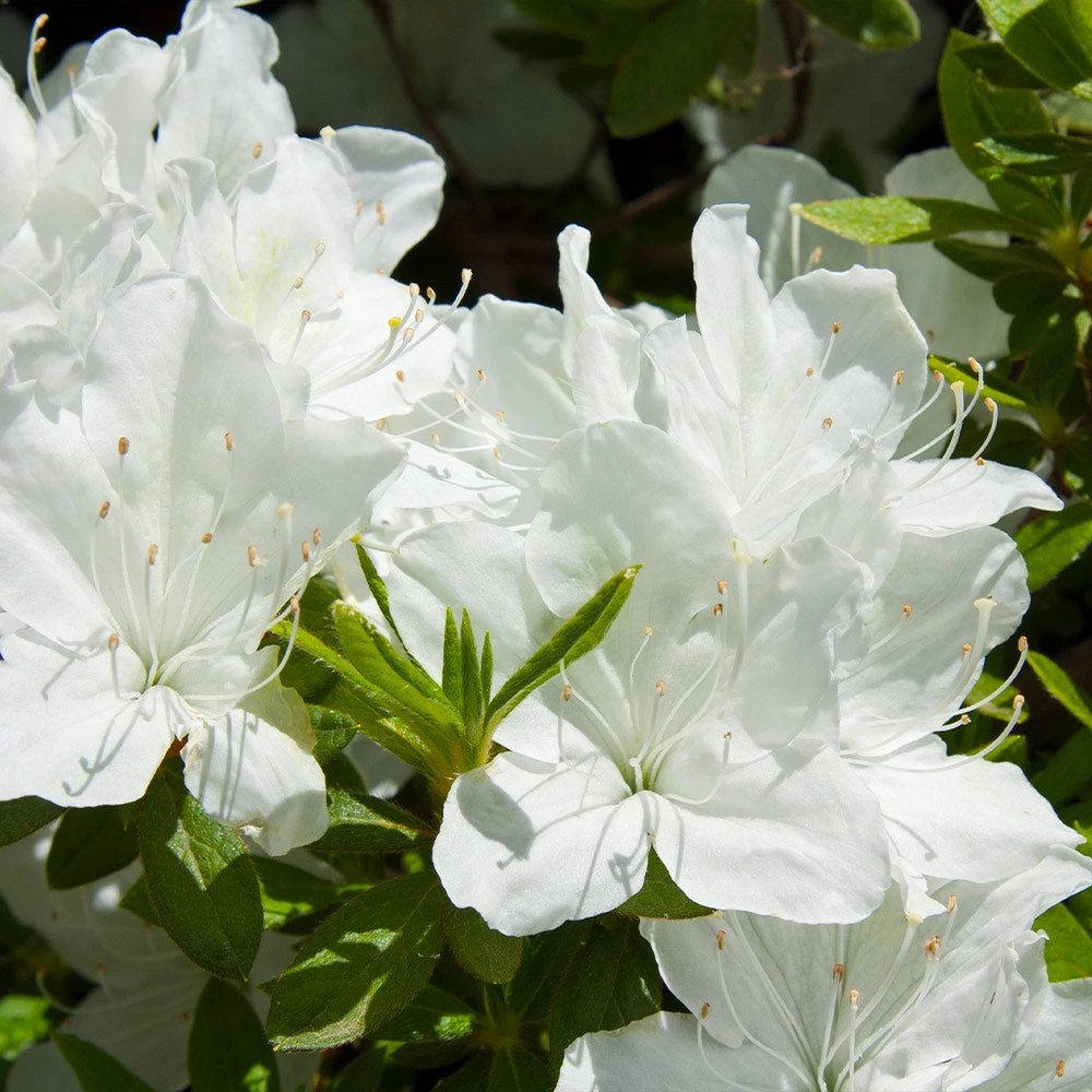 Delaware Valley White Azalea Shrub 5 Delaware Valley White Azalea Shrub - Image 3