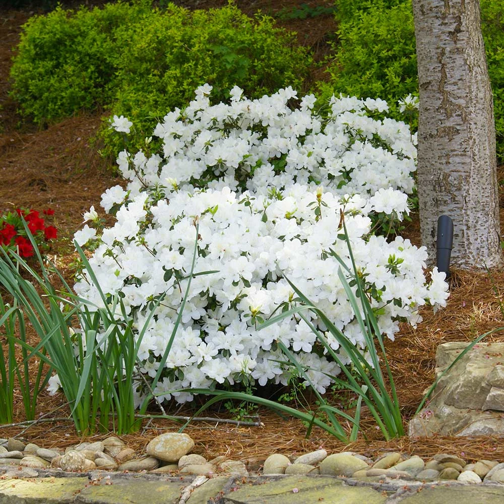 Delaware Valley White Azalea Shrub 4 Delaware Valley White Azalea Shrub - Image 2