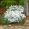 Delaware Valley White Azalea Shrub -Brighter Blooms Delaware Valley Azalea BB 600x600 c576aaab 7e4f 41fa 8e9f b84a6c4846f7