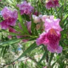 Bubba Jones Desert Willow -Brighter Blooms Desert WIllow Bubba Jones 600x600 9de1b822 2424 4f97 a985 f3b40afded90