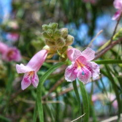 Bubba Desert Willow -Brighter Blooms Desert Willow Bubba 2