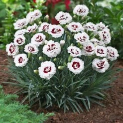 Scent First® Coconut Surprise Dianthus -Brighter Blooms Dianthus Coconut Sundae 1