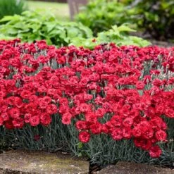 Fruit Punch® ‘Maraschino’ Dianthus 7 Fruit Punch® ‘Maraschino’ Dianthus -Brighter Blooms Dianthus Fruit Punch 2