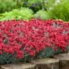 Fruit Punch® ‘Maraschino’ Dianthus