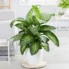 Tropic Snow Plant -Brighter Blooms Dieffenbachia Tropic SnowBB 600x600 63d7badf f740 4c25 bec8 a7f10634e161