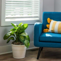 Tropic Snow Plant 12 Tropic Snow Plant -Brighter Blooms Dieffenbachia Tropic Snow 3