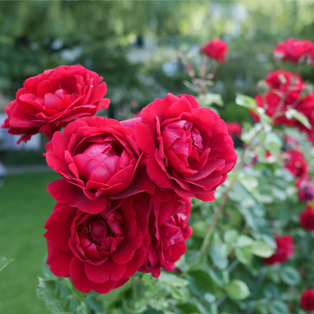 Don Juan Rose 5 Don Juan Rose - Image 3