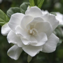 Double Blooming Gardenia Tree -Brighter Blooms Double Blooming Gardenia 3 BB