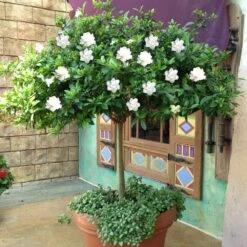 Double Blooming Gardenia Tree -Brighter Blooms Double Blooming Gardenia Tree 2 BB