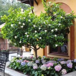 Double Blooming Gardenia Tree -Brighter Blooms Double Blooming Gardenia Tree 6