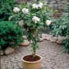 Double Blooming Gardenia Tree -Brighter Blooms Double Blooming Gardenia Tree BB 600x600 10c74c37 6b6b 42eb 8b5d cde80bdacaff