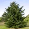 Douglas Fir Tree -Brighter Blooms Douglas Fir BB 600x600 d0461534 55c2 4ec8 953f 373ad9df2754