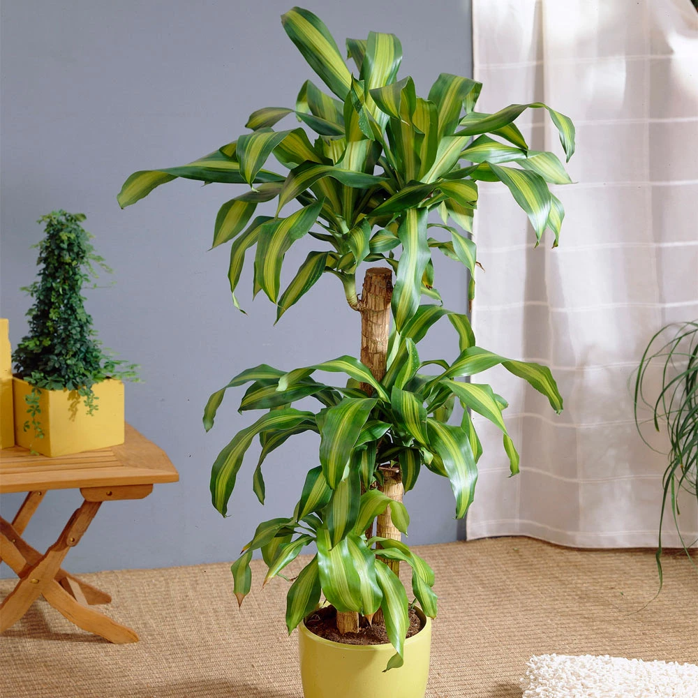 Dracaena Corn Plant 4 Dracaena Corn Plant - Image 2
