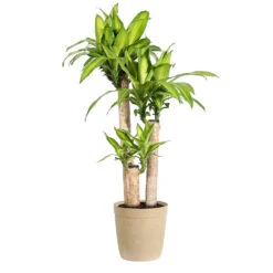 Dracaena Corn Plant 16 Dracaena Corn Plant -Brighter Blooms Dracaena Corn Plant delilah tan pot