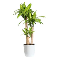 Dracaena Corn Plant 17 Dracaena Corn Plant -Brighter Blooms Dracaena Corn Plant delilah white pot