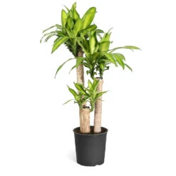 Dracaena Corn Plant 13 Dracaena Corn Plant -Brighter Blooms Dracaena Corn Plant standard pot