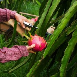 Dragon Fruit Cactus -Brighter Blooms Dragon Fruit Cactus 3