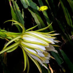 Dragon Fruit Cactus -Brighter Blooms Dragon Fruit Cactus 5 BB
