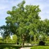 Drake Chinese Elm Tree -Brighter Blooms Drake Chinese Elm BB 600x600 0aa47c26 f7ce 4e33 af4c 61150ff4f2cf