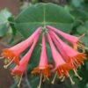 Scarlet Honeysuckle Vine 2 Scarlet Honeysuckle Vine -Brighter Blooms Dropmore Scarlet Honeysuckle Vine 220