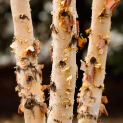 Dura Heat'® River Birch Tree -Brighter Blooms Dura Heat River Birch 4