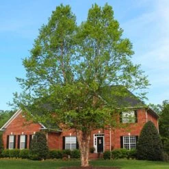 Dura Heat'® River Birch Tree -Brighter Blooms Dura Heat River Birch BB 2