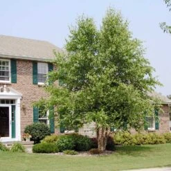 Dura Heat'® River Birch Tree -Brighter Blooms Dura Heat River Birch BB 5