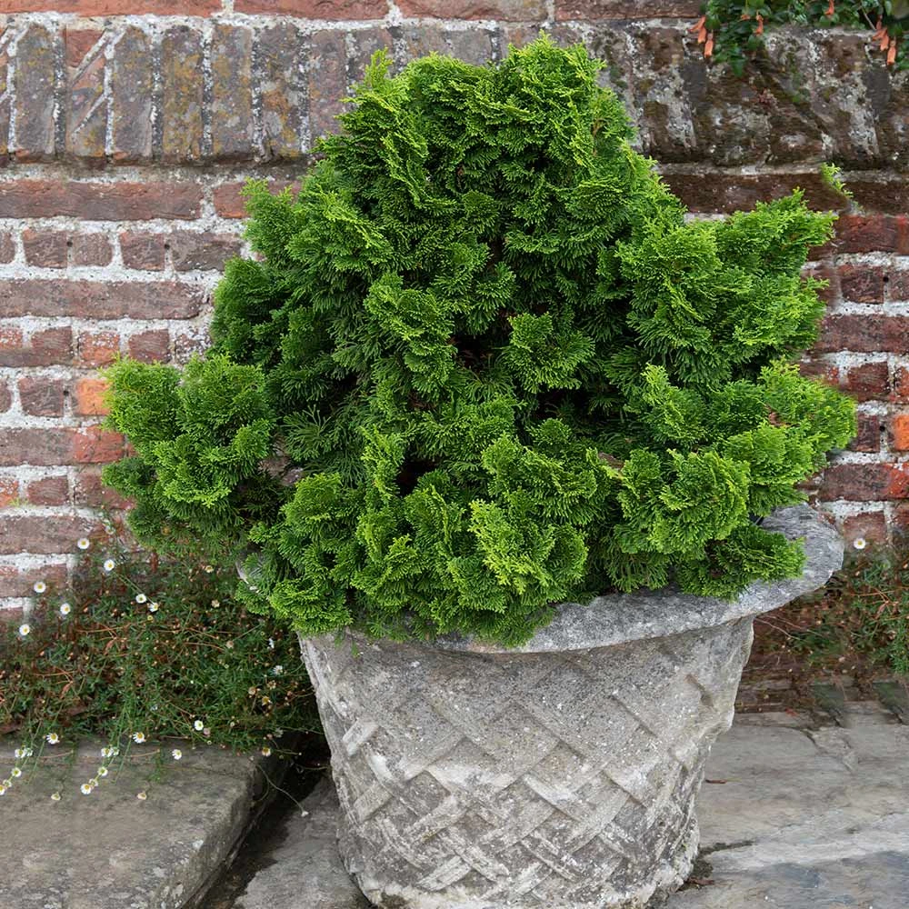 Dwarf Hinoki Cypress Shrub 6 Dwarf Hinoki Cypress Shrub - Image 4
