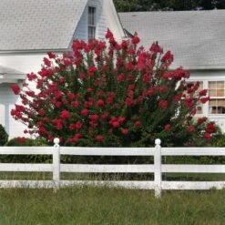 Dynamite Crape Myrtle Tree -Brighter Blooms Dynamite Crape Myrtle 3 BB