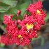 Dynamite Crape Myrtle Tree -Brighter Blooms Dynamite Crape Myrtle BB 600x600 2ca35fa7 dbee 4d74 bb3a 57daea19f620