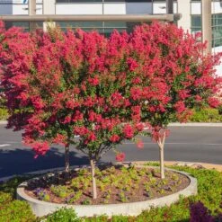 Dynamite Crape Myrtle Tree -Brighter Blooms Dynamite Crape Myrtle single trunk