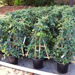 English Ivy -Brighter Blooms ENglishIvy1