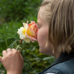 Euphoria® Rose Shrub -Brighter Blooms EUphoria Rose Tree 1