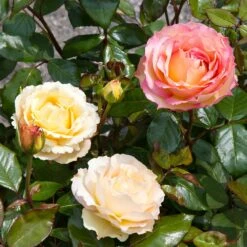 Euphoria® Rose Shrub -Brighter Blooms EUphoria Rose Tree 4