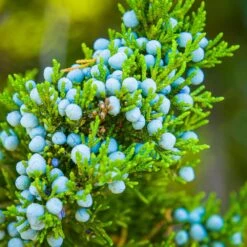 Eastern Red Cedar Tree -Brighter Blooms Eastern Red Cedar 1 BB