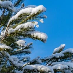 Eastern White Pine Tree -Brighter Blooms Eastern White pine 2 BB