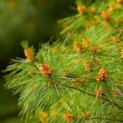 Eastern White Pine Tree -Brighter Blooms Eastern White pine 6 BB