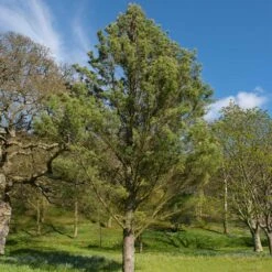 Eastern White Pine Tree -Brighter Blooms Eastern White pine 7 BB