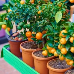 EasyPeel Clementine Tree -Brighter Blooms Easy Peel Clementine 2 BB