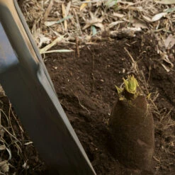 Edible Bamboo Plant 9 Edible Bamboo Plant -Brighter Blooms Edible Bamboo 1 BB
