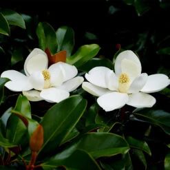 Edith Bogue Magnolia -Brighter Blooms Edith Bogue magnolia 2