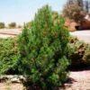 Eldarica Pine 1 Eldarica Pine -Brighter Blooms Elderica Pine 600x600 92e2b258 2671 4da4 aa96 3521ae22fb1b