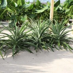 Elite Gold Pineapple Plant -Brighter Blooms Elite GOld Pineapple 1