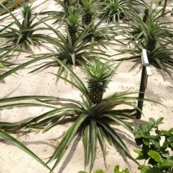 Elite Gold Pineapple Plant -Brighter Blooms Elite GOld Pineapple 2