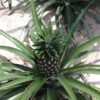 Elite Gold Pineapple Plant -Brighter Blooms Elite GOld Pineapple BB 600x600 53a77f55 2348 490b 9c62 961e7a1d4906