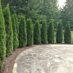 Emerald Green Thuja Tree -Brighter Blooms Emeral Green Arborvitae 1 BB