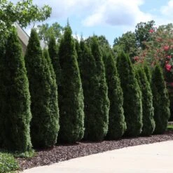 Cool-Climate Privacy Kit 13 Cool-Climate Privacy Kit -Brighter Blooms Emeral Green Arborvitae 7 BB 42cf555d 6f34 4da8 924b fccf0e09d519
