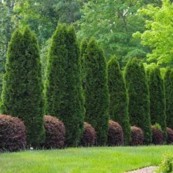 Emerald Green Thuja Tree -Brighter Blooms Emeral Green Arborvitae 8 BB