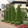 Emerald Green Thuja Tree -Brighter Blooms Emeral Green Arborvitae BB 600x600 3d73b82d de13 4c32 9fe2 a523e3f631b1